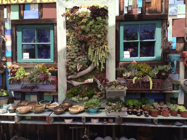 SucculentInspiration