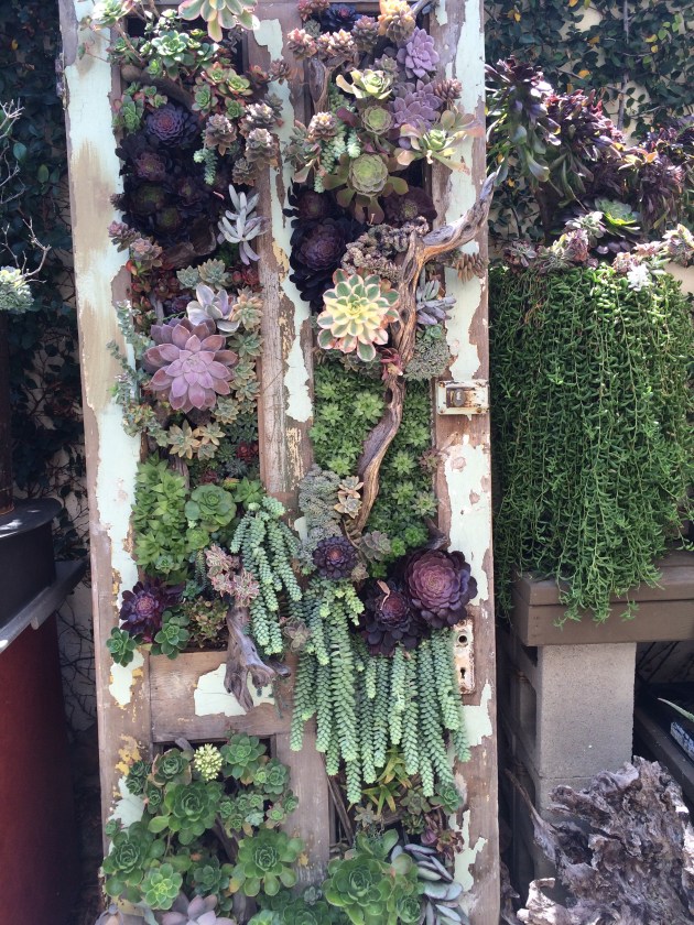 Succulents